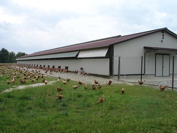 ALLEVAMENTO BIOLOGICO E FREE RANGE