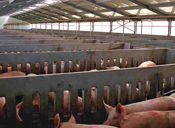 PIG SHEDS